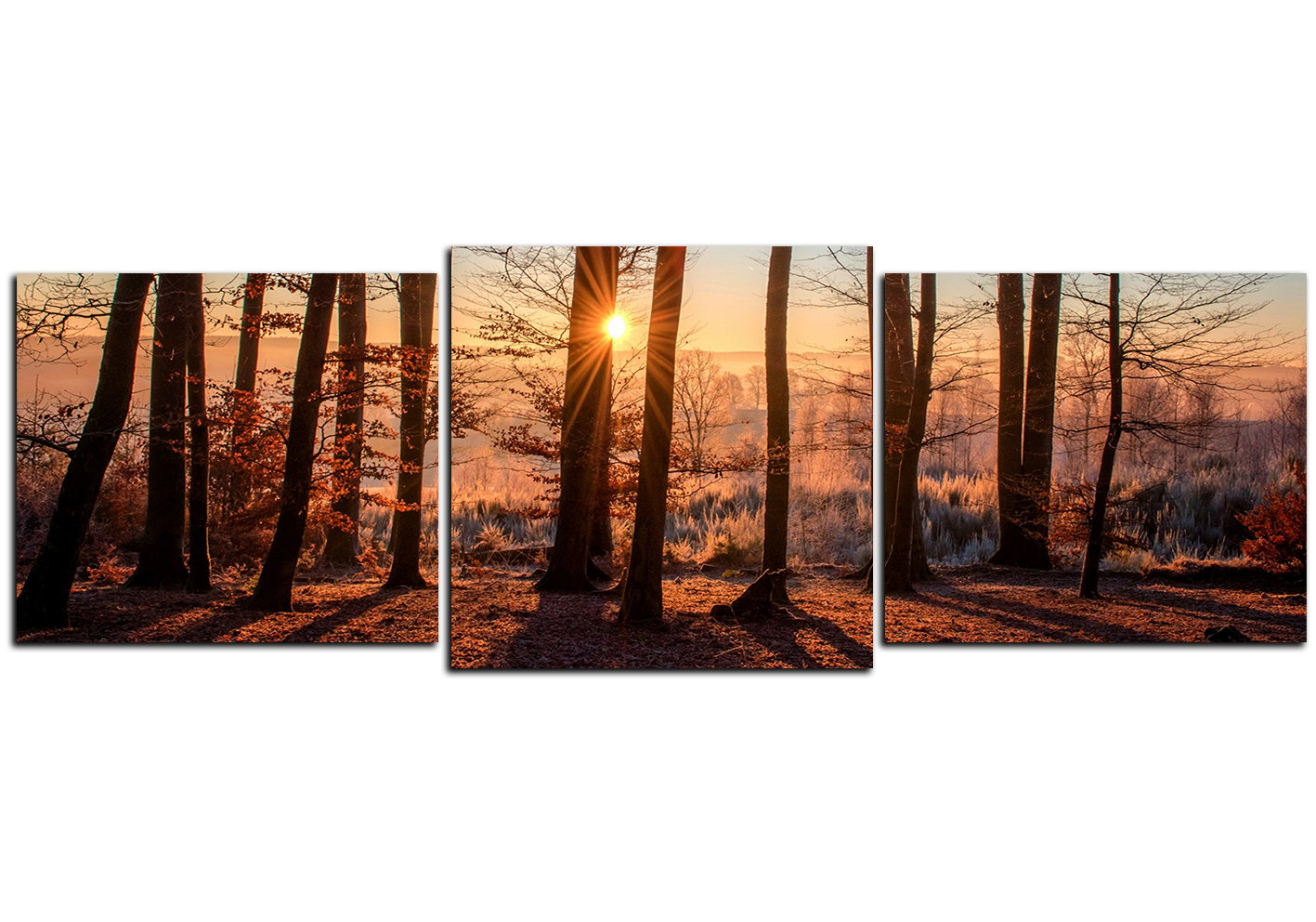 Obraz na plátně - Podzimní ráno v lese - panoráma Obraz na plátně - Podzimní ráno v lese - panoráma